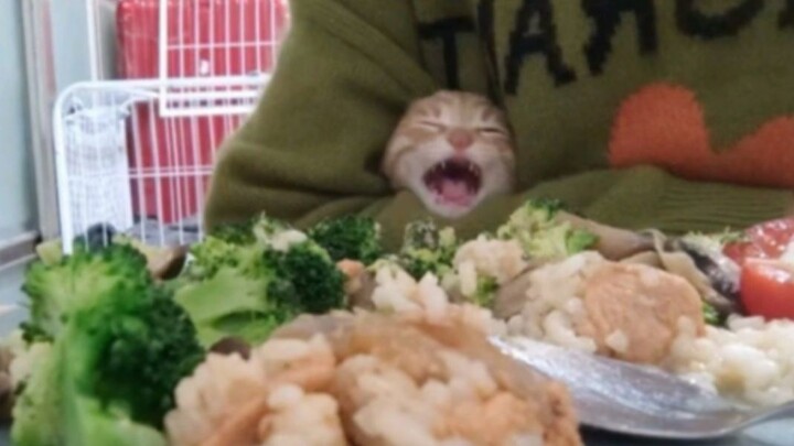 Cat: I want to eat~~