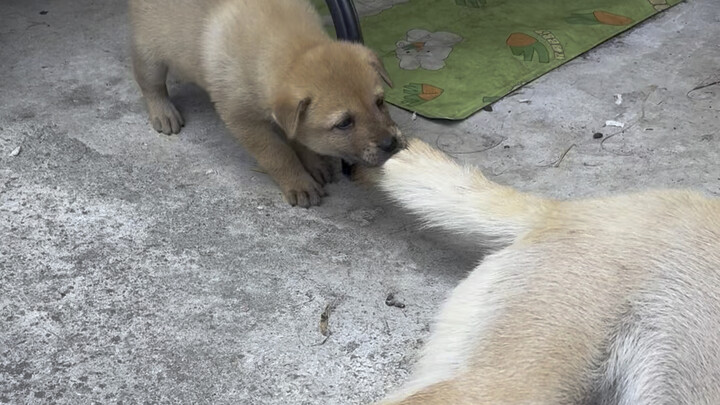 Con có mẹ như báu vật