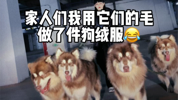 Áo lông cừu của chó tôi đẹp không?