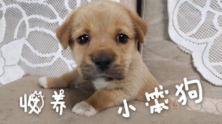 【收养一只小笨狗】洗干净了真小真可爱呀！