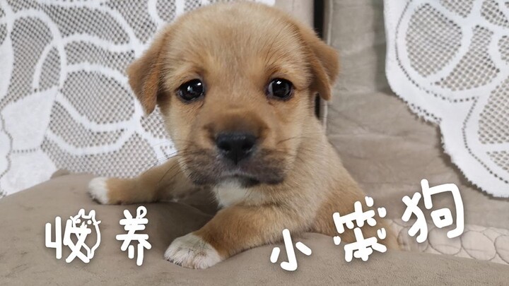 【收养一只小笨狗】洗干净了真小真可爱呀！