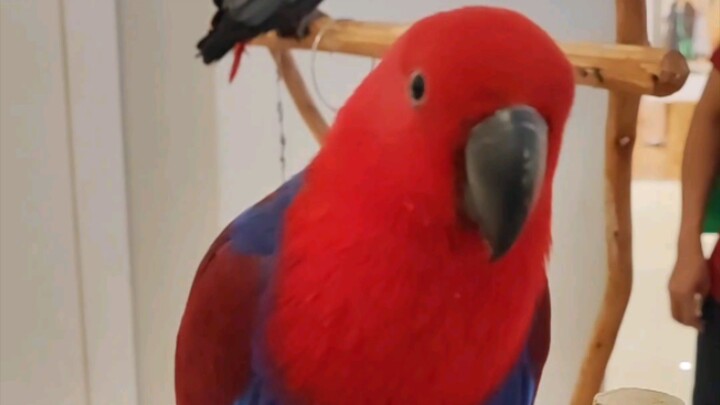 🦜
