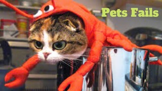 💥Funny Pets Fails😂🙃💥 of 2020 | Funny Animal Videos💥👌