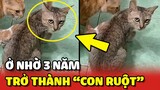 Bé MÈO HOANG ăn bám gia đình, sau 3 năm trở thành CON RUỘT 🥰 | Yêu Lu