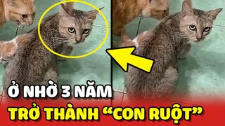 Bé MÈO HOANG ăn bám gia đình, sau 3 năm trở thành CON RUỘT 🥰 | Yêu Lu