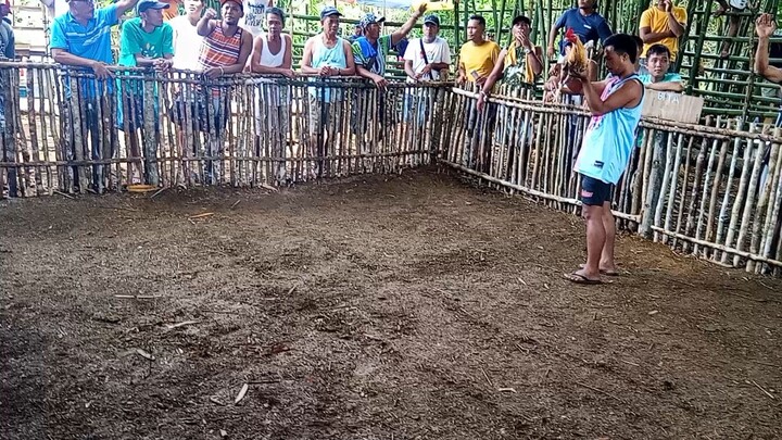 tibay Ng bulik ko di sumuko ayon nakabawi