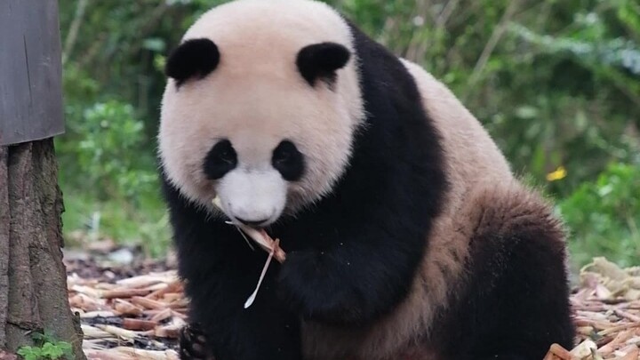 【Waktunya Makan untuk Panda Raksasa】Fuduo sudah besar! Huahua semakin gemuk dan lucu!