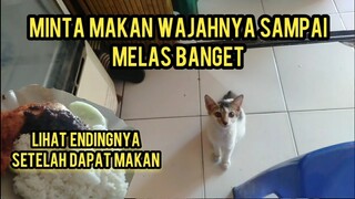 Kucing Lapar Wajahnya Sedih Banget Minta Makan Sampai Memasang Wajah Melas Supaya Di Kasih..!