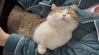 Animal|The Cat Listens to Host