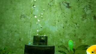 Goldfish tank feeding video