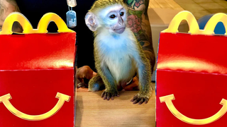 ปฏิกิริยาของ BABY MONKEY ต่ออาหารมื้อแรกแห่งความสุขของ MCDONALD!!!