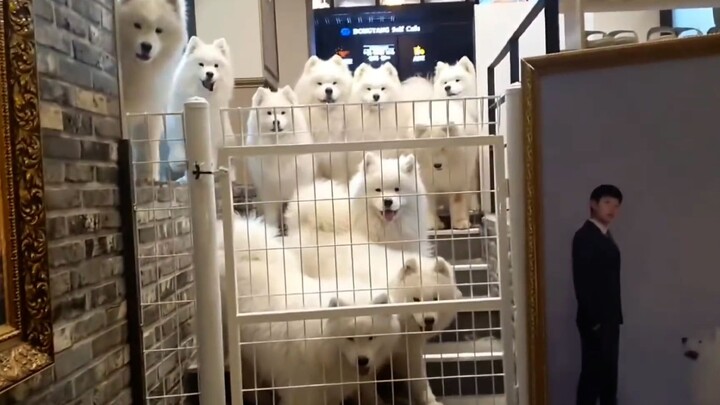 ประสบการณ์การไปร้าน Samoyed Dog Cafe คืออะไร?