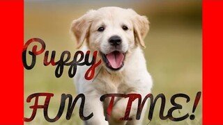 PUPPY FUN TIME!