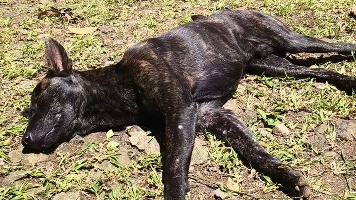 Wild Dog or Witch Dog
