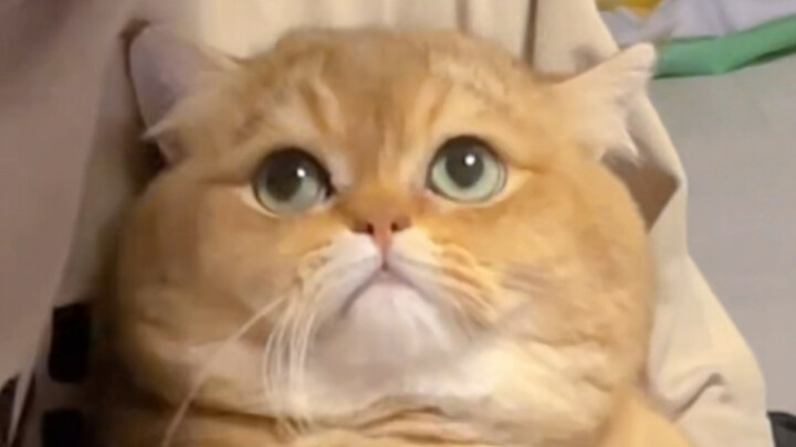 Setelah kucing mencium baunya sendiri dari kaki yang bau! Tak disangka, reaksinya…