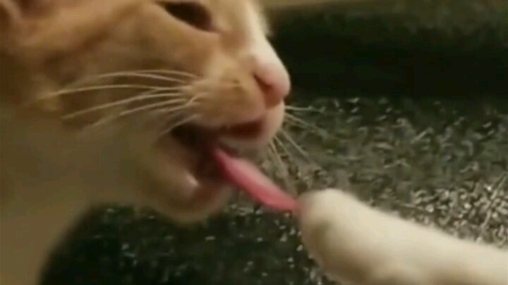 Friendships among cats can’t stand the test!