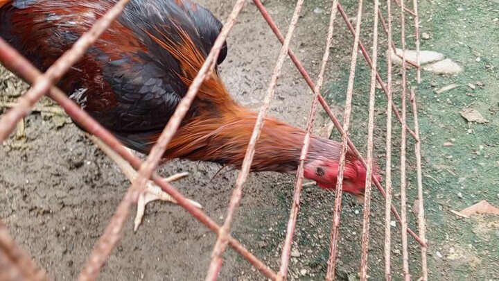 Sweater cross Melsim bocolod line