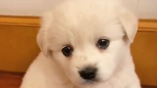 "Yard dogs are the cutest by nature!"