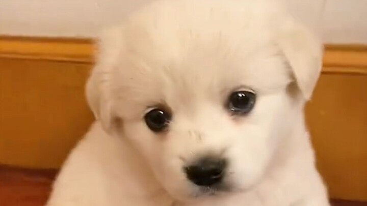 "الكلب الترابي الصغير هو في الأصل الأكثر جاذبية!"