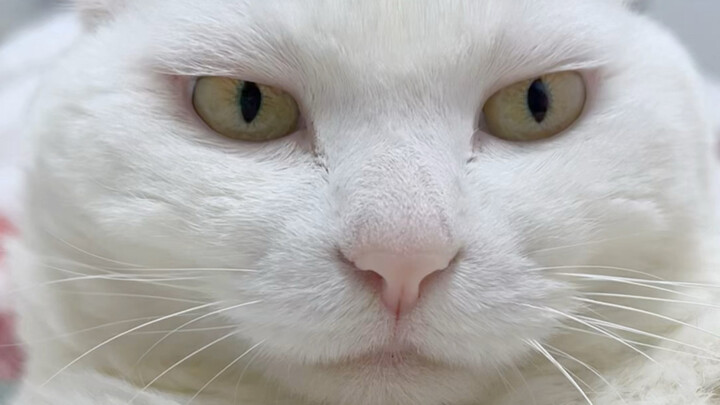 I told you there are benefits to owning a cat!