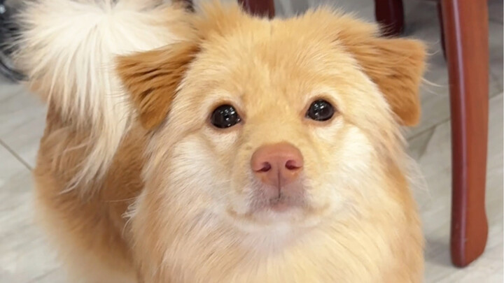 A little puppy came over to our house today!