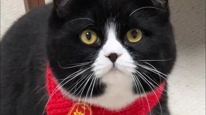 Apa-apaan kucing kecil dan anak kecil, semuanya anak kandungku