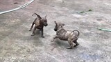 Chó Phú Quốc, Cún Con gần 2 tháng siêu dễ thương