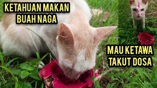 kucing Lucu gara- Gara Makan Buah Naga Jadi Kaya Gini..!