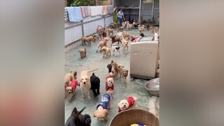 thúcưng thúcungvuinhon thucungcute cute chó_cưng