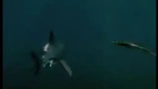 Animal Face-Off Croc vs. the Great White. - Bilibili Animal Face-Off Croc vs. the Great White. - Bilibili