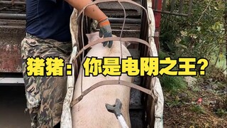 Zhu Zhu: Kamu Raja Kekuatan Listrik?