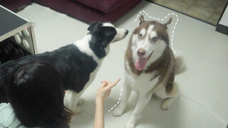 [Satwa] [Dog Person] Border Collie menghukum Husky yang menggigit tuan