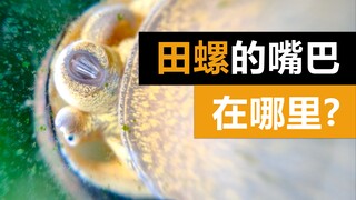 Where is the snail's mouth? Check out these creatures that are different from your imagination~
