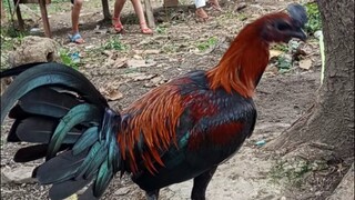 Black night Peruvian cross