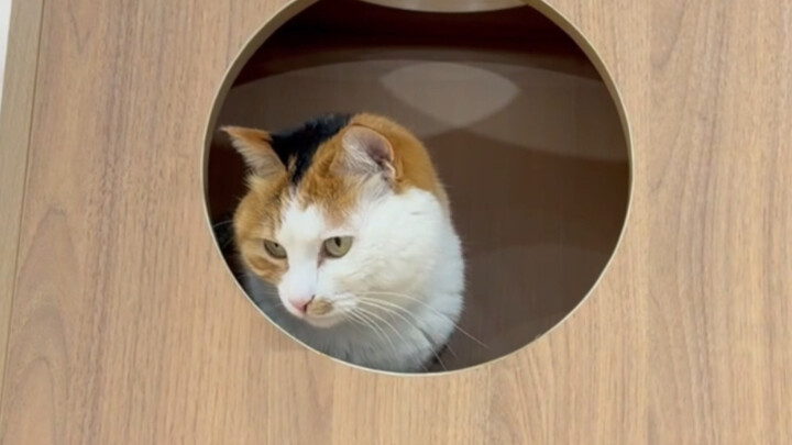 Cải tạo văn phòng cho các bé mèo