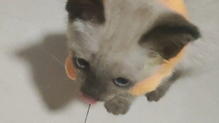 The boss cat doesn’t guard its food at all, meow.