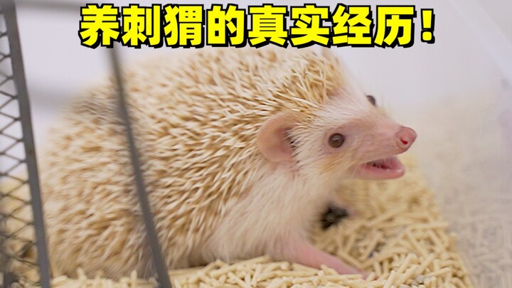 This adorable hedgehog is so much work, it's killing me!