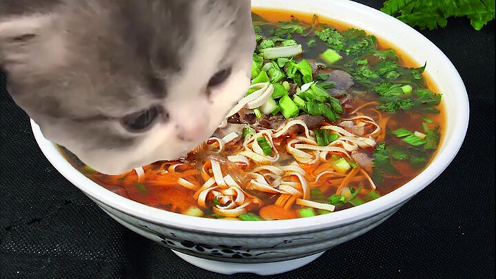 Cat eats beef noodles