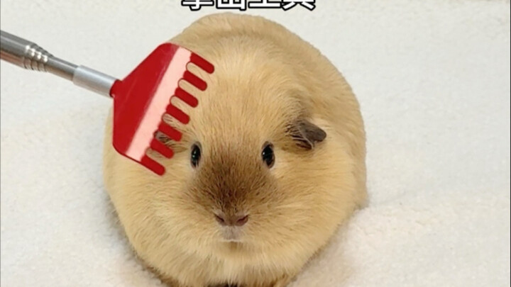 Here comes that darn potato again, tickling you!