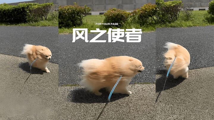 Pembawa Angin dalam Legenda💨