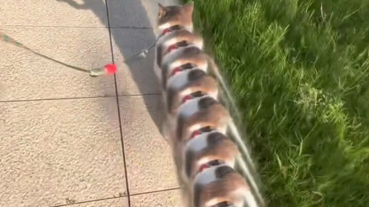 Mèo con mèo con mèo con