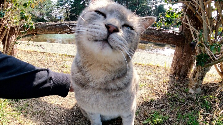 Saat aku membelai kucing abu-abu gemuk, dia dengan senang hati memperlihatkan perutnya kepada manusi
