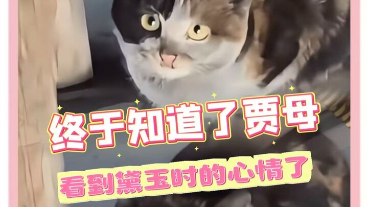 “Akhirnya paham perasaan Bibi Besar saat melihat Daiyu!” #kucing #hewanpeliharaan #semuaberbajupunya