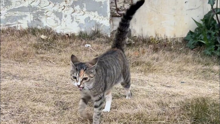 Berkat bahasa kucing, si kucing langsung mendominasi saya. Tampaknya dia memang tahu kalau saya adal