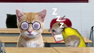 Guru meminta Boneka Diao untuk menjawab pertanyaan, ternyata Kucing Pisang malah menangis.