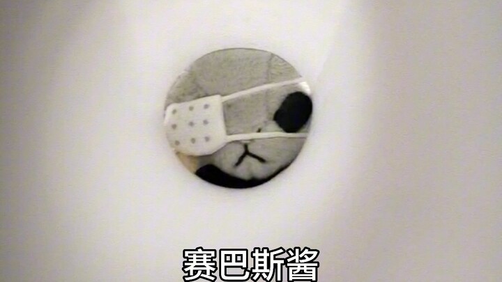 Sebastian (dig dig dig) This is an order (dig dig dig)