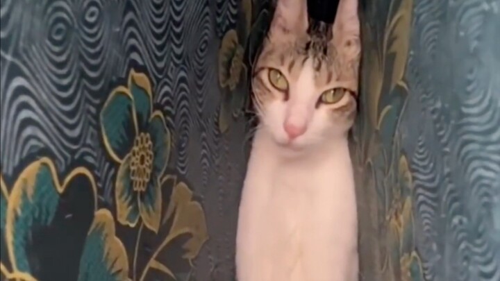 The cat is utterly helpless.