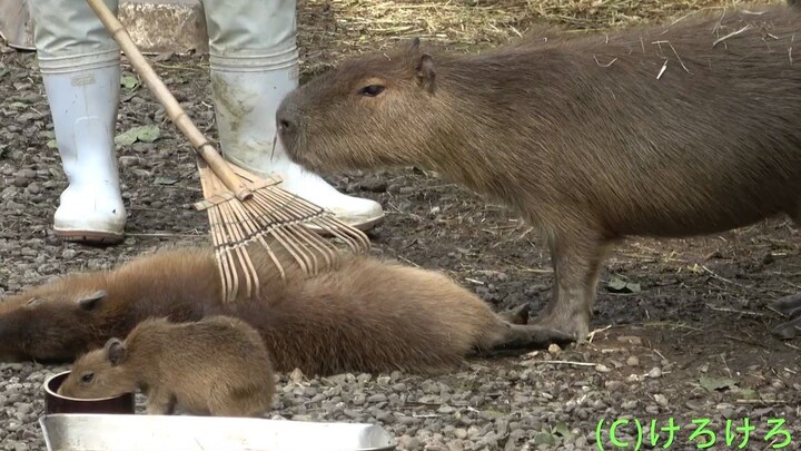 It’s only natural to knock over a capybara or two while you’re cleaning, right?