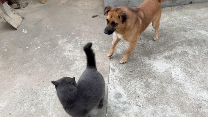 What will the little fox do when it sees a cat for the first time?