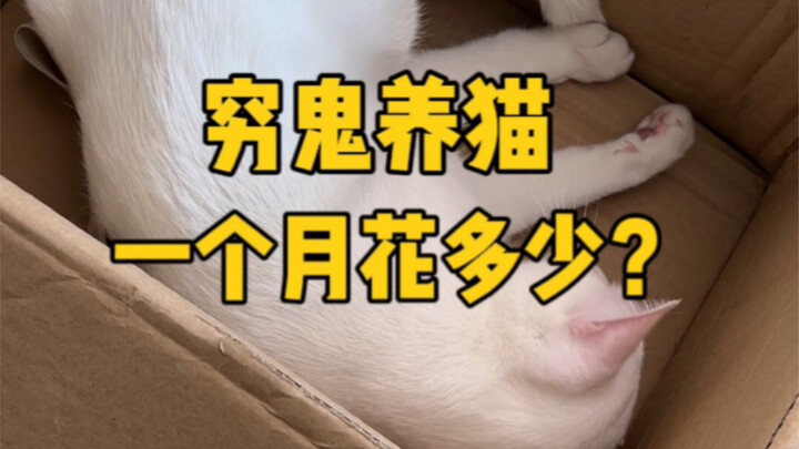 Raising cats keeps you away from IQ scams—your kitty can thrive on just 3,000 a month.